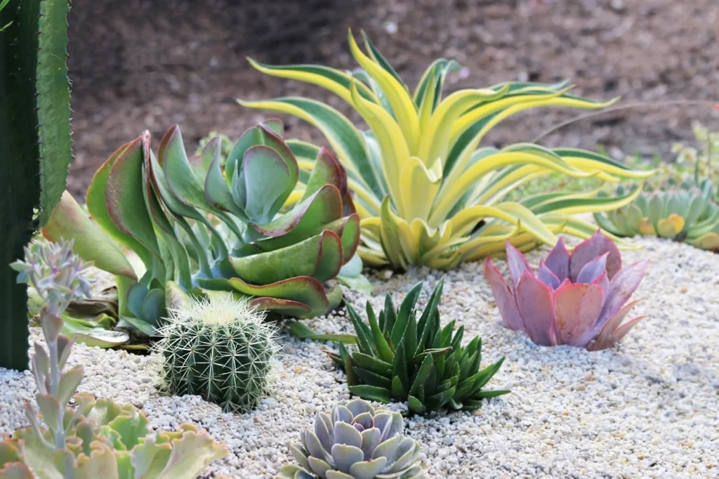 A vibrant collection of diverse desert plants, including various succulents, cacti, and a yellow-variegated agave, arranged in a landscape bed with light-colored gravel, showcasing their unique forms and drought adaptations.