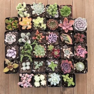 A high-angle shot of 32 small succulent plants, each in its own black square pot, arranged in a grid on a light brown wooden surface. The succulents display a wide variety of colors, shapes, and textures, including shades of green, purple, pink, and red, with some featuring rosette forms, thick fleshy leaves, and unique patterns. The image highlights the diversity and compact beauty of different succulent species.