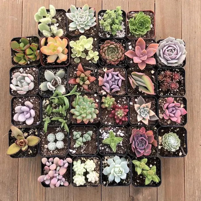 A high-angle shot of 32 small succulent plants, each in its own black square pot, arranged in a grid on a light brown wooden surface. The succulents display a wide variety of colors, shapes, and textures, including shades of green, purple, pink, and red, with some featuring rosette forms, thick fleshy leaves, and unique patterns. The image highlights the diversity and compact beauty of different succulent species.