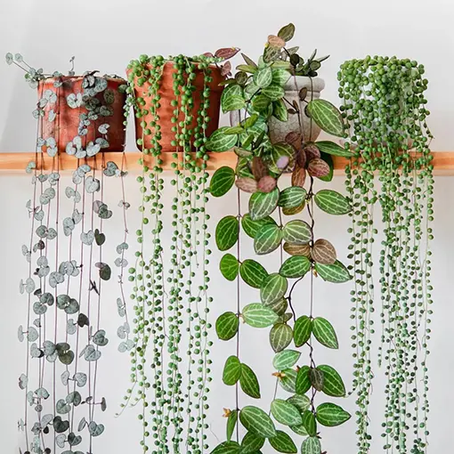 A vibrant display of various fine-leaved hanging plants, including String of Hearts, String of Pearls, and Callisia repens, cascading beautifully from terracotta and ceramic pots on a light wooden shelf against a white wall.