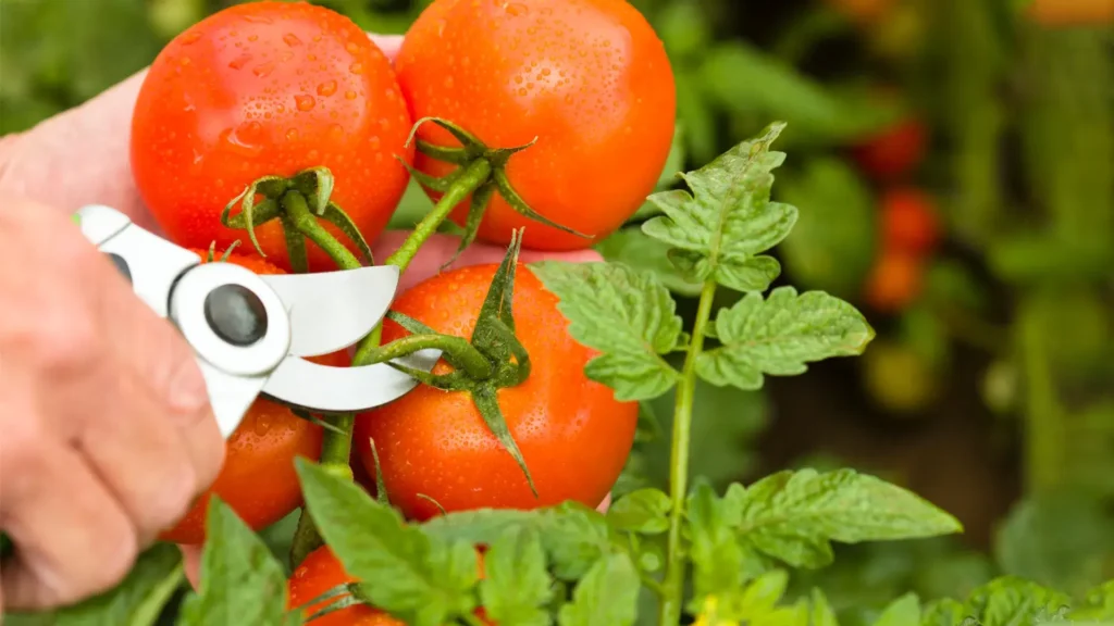 A close-up of a gardener's hand using pruning shears to cut a cluster of red, ripe tomatoes with water droplets on them from a vibrant green tomato plant, illustrating the process of pruning.