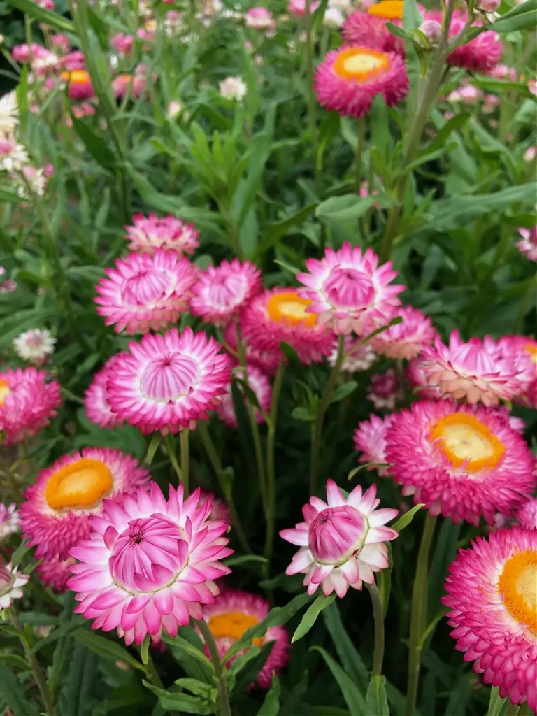 A vibrant cluster of colorful strawflowers (everlasting daisies) in shades of yellow, orange, pink, and white, showcasing their unique papery texture, thriving in a sunny garden setting.