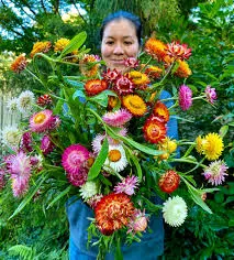 A vibrant cluster of colorful strawflowers (everlasting daisies) in shades of yellow, orange, pink, and white, showcasing their unique papery texture, thriving in a sunny garden setting.