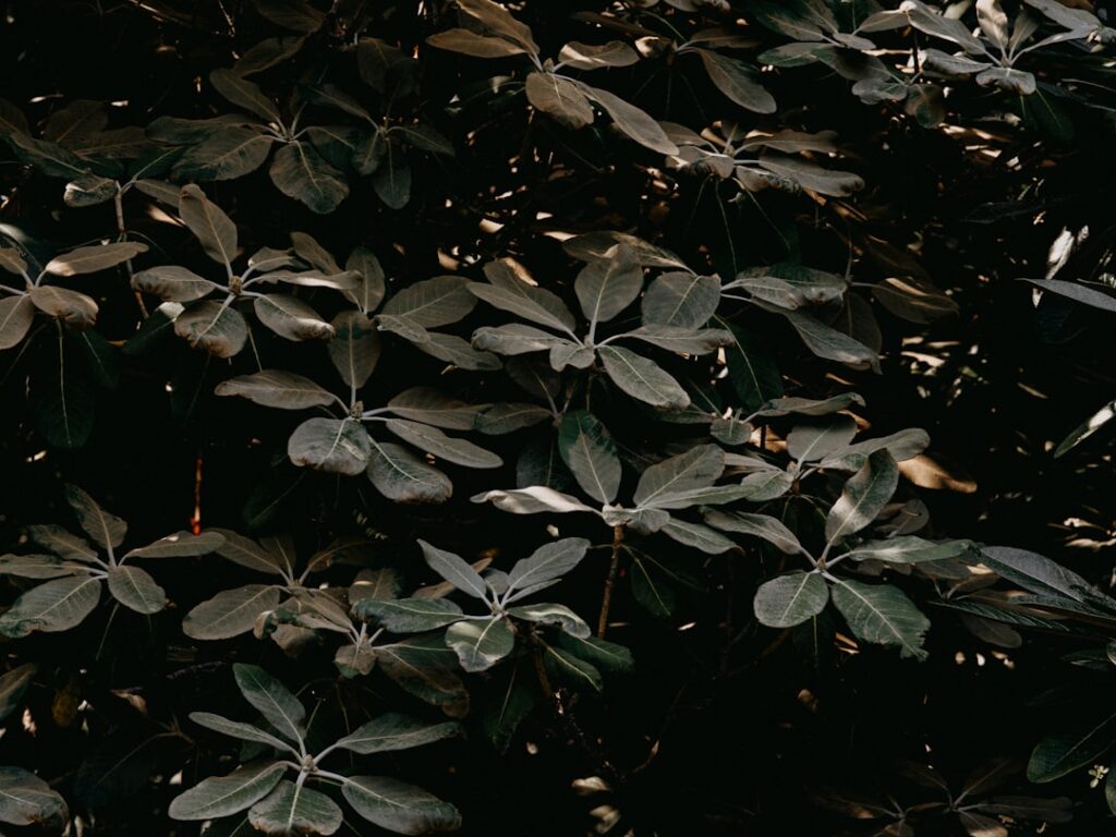 planttrees